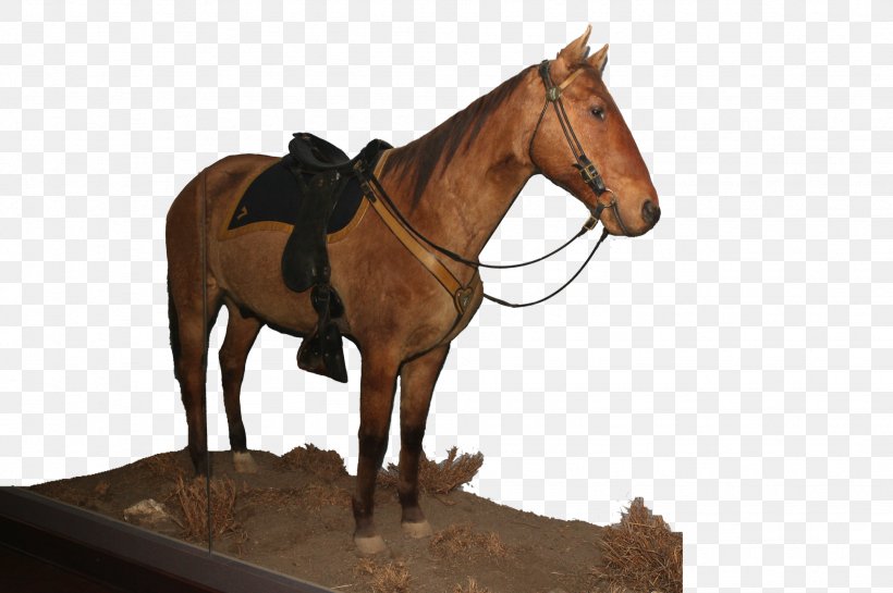 Mare Bridle Horse Harnesses Mustang Rein, PNG, 1946x1294px, Mare, Bit, Bridle, Dumbbell, Exercise Download Free