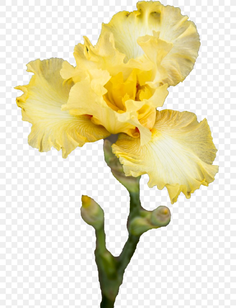 Yellow Iris Pseudacorus Cut Flowers Plant Stem, PNG, 748x1069px, Yellow, Art, Cut Flowers, Deviantart, Flower Download Free