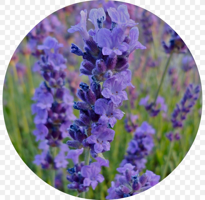 English Lavender French Lavender Hyssopus Catnips, PNG, 800x800px, English Lavender, Bluebonnet, Flower, Flowering Plant, French Lavender Download Free
