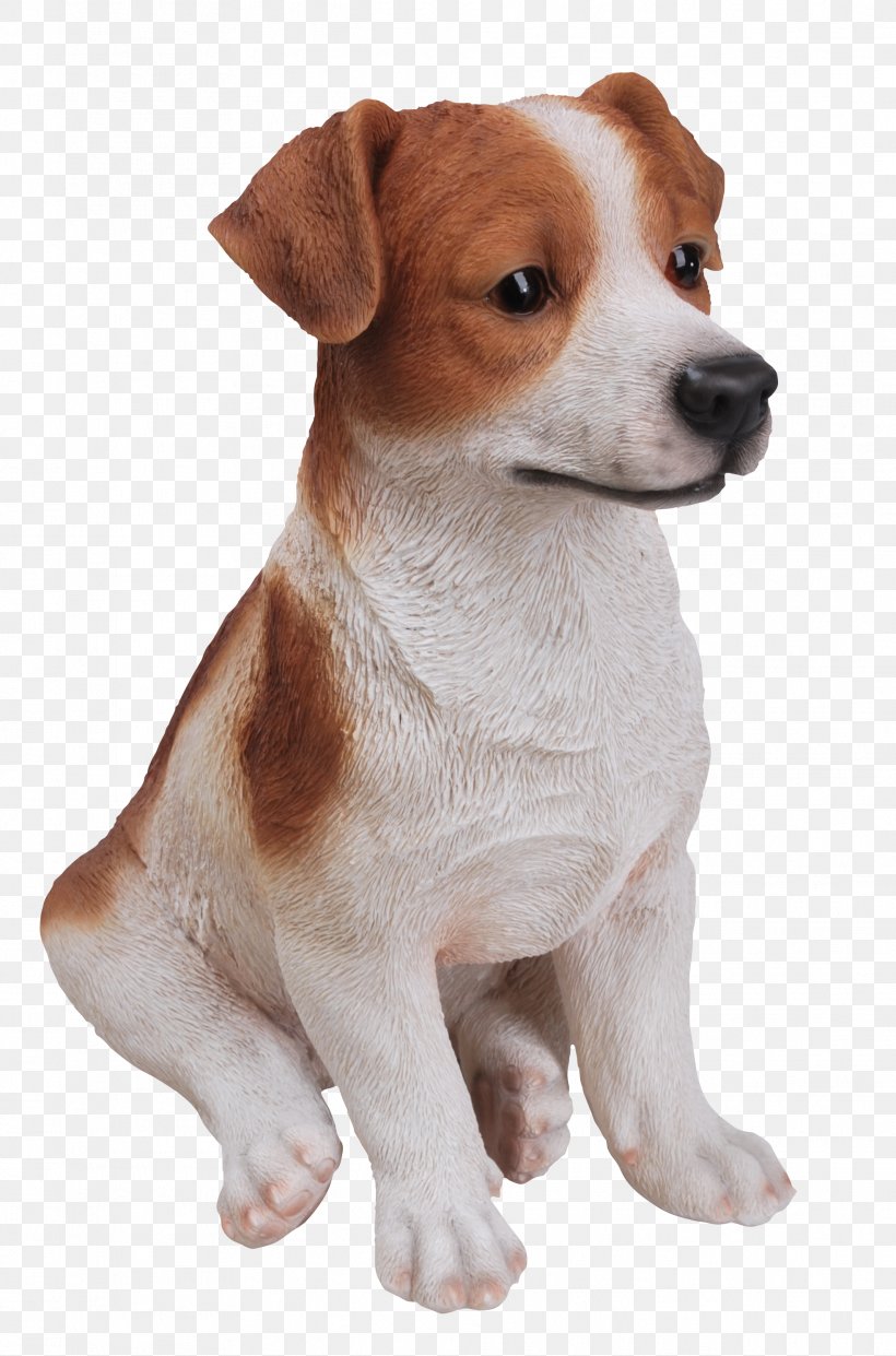 Jack Russell Terrier Parson Russell Terrier Dog Breed Miniature Fox Terrier Tenterfield Terrier, PNG, 1967x2979px, Jack Russell Terrier, Carnivoran, Companion Dog, Dog, Dog Breed Download Free