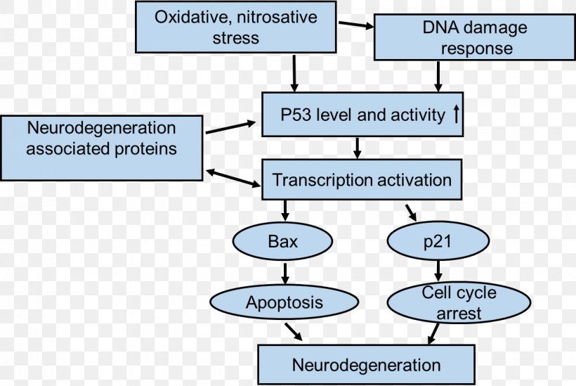 Neurodegeneration P53 Parkinson's Disease Oxidative Stress, PNG, 1238x830px, Neurodegeneration, Apoptosis, Area, Cancer, Carcinogenesis Download Free
