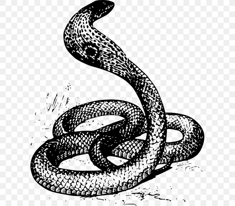 Snake Drawing Clip Art, PNG, 607x720px, Snake, Art, Black And White, Boa Constrictor, Boas Download Free