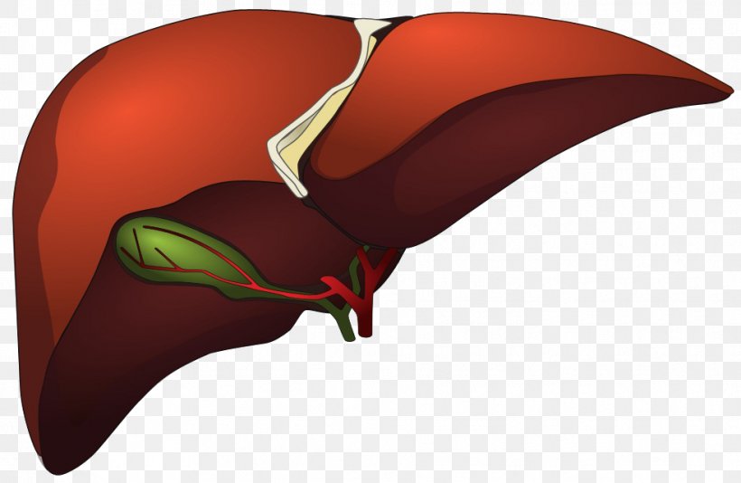 Computer Graphics Metafile Liver, PNG, 981x640px, Watercolor, Cartoon, Flower, Frame, Heart Download Free