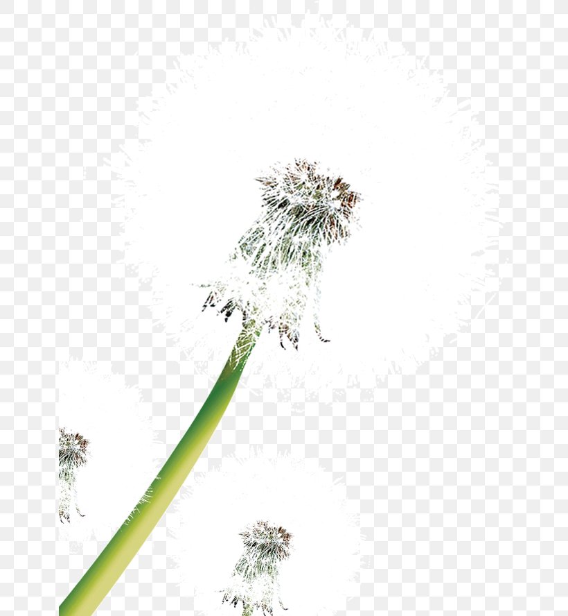 Dandelion Clip Art, PNG, 650x888px, Dandelion, Flatweed, Flora, Floral Design, Flower Download Free