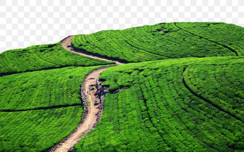 Green Tea Tea Production In Sri Lanka Cha Pu Tea Garden, PNG, 1000x626px, Tea, Agriculture, Camellia Sinensis, Cha Pu, Crop Download Free