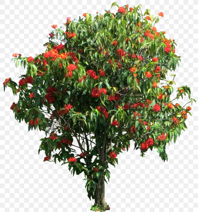 Ixora Coccinea Shrub Tree Gardenia Brighamii Tamil, PNG, 830x889px, Ixora Coccinea, Branch, Devan, Evergreen, Flower Download Free