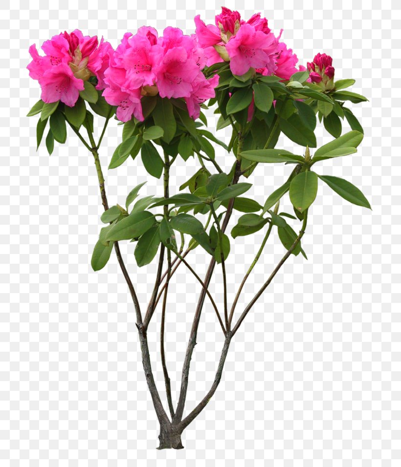 Flower Clip Art Psd Desktop Wallpaper, PNG, 750x956px, Flower, Annual Plant, Azalea, Branch, Cut Flowers Download Free