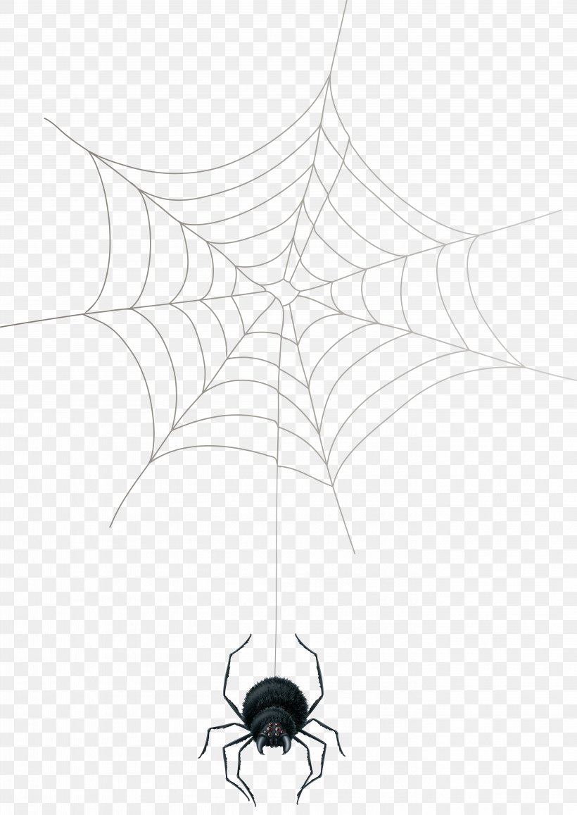 Spider Web Theridiidae Arthropod, PNG, 5667x8000px, Spider, Animal, Arachnid, Arthropod, Black And White Download Free