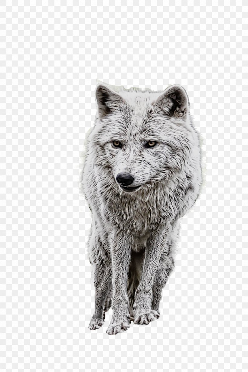 Alaskan Tundra Wolf Coyote Dog Arctic Wolf Image, PNG, 853x1280px, Alaskan Tundra Wolf, Arctic Wolf, Black And White, Black Wolf, Canis Lupus Tundrarum Download Free