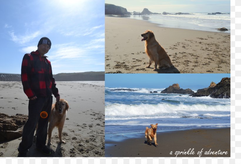 Beach Dog Travel Picnic Walking, PNG, 1439x980px, Beach, Arctic, Coast, Dog, Dog Like Mammal Download Free
