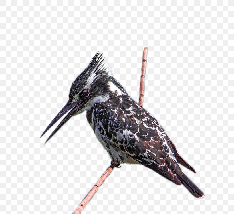 Beak Feather, PNG, 677x750px, Beak, Bird, Fauna, Feather Download Free