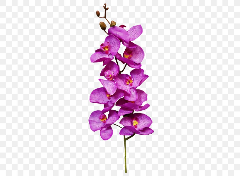 Cut Flowers Plant Floral Design Moth Orchids, PNG, 800x600px, Flower, Cut Flowers, Flora, Floral Design, Flowering Plant Download Free