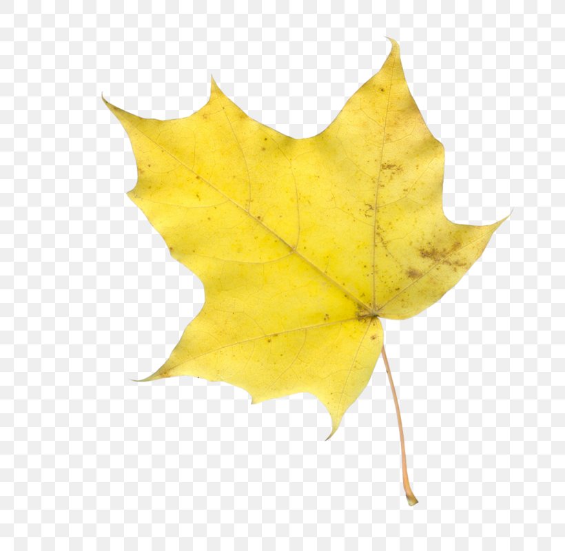 Maple Leaf Photography Clip Art, PNG, 745x800px, Maple Leaf, Branch, Creativity, Leaf, Maple Download Free