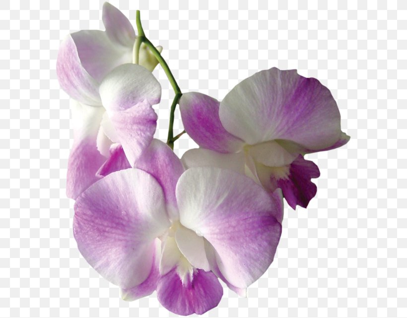 Orchids Flower Clip Art, PNG, 600x641px, Orchids, Cattleya, Cattleya Orchids, Cut Flowers, Dendrobium Download Free