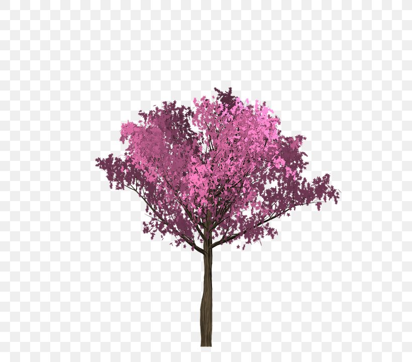 Pink Twig Cherry Blossom Tree, PNG, 720x720px, Pink, Blossom, Branch, Cherry, Cherry Blossom Download Free