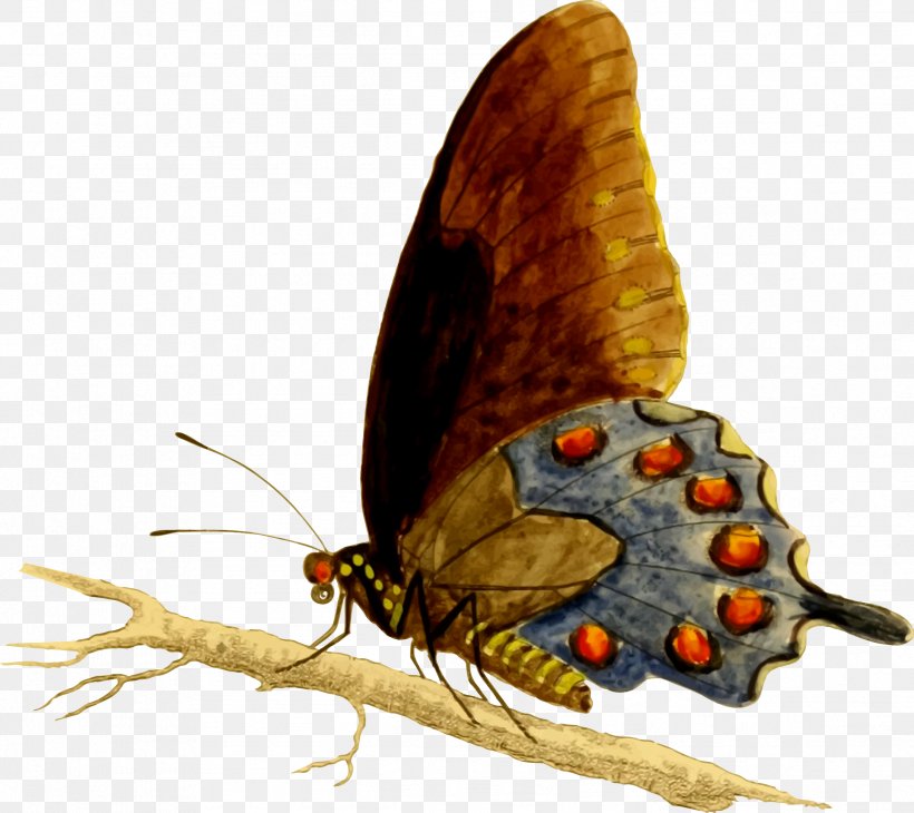 Swallowtail Butterfly Battus Philenor Black Swallowtail, PNG, 2389x2128px, Butterfly, Arthropod, Battus Philenor, Black Swallowtail, Brush Footed Butterfly Download Free
