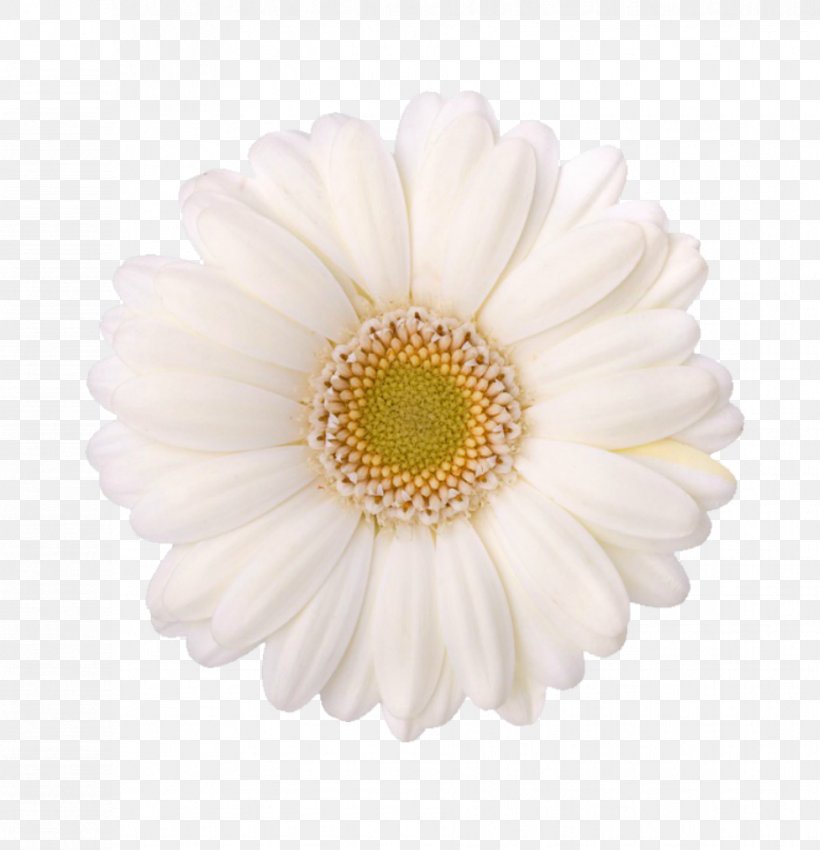 Chrysanthemum Child Care Oxeye Daisy Transvaal Daisy Pre-kindergarten, PNG, 929x963px, Chrysanthemum, Asterales, Child Care, Chrysanths, Cut Flowers Download Free