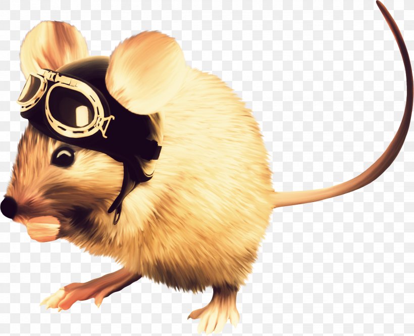 Computer Mouse Rodent Murids, PNG, 2259x1834px, Mouse, Animal, Computer Mouse, Digital Image, Fauna Download Free