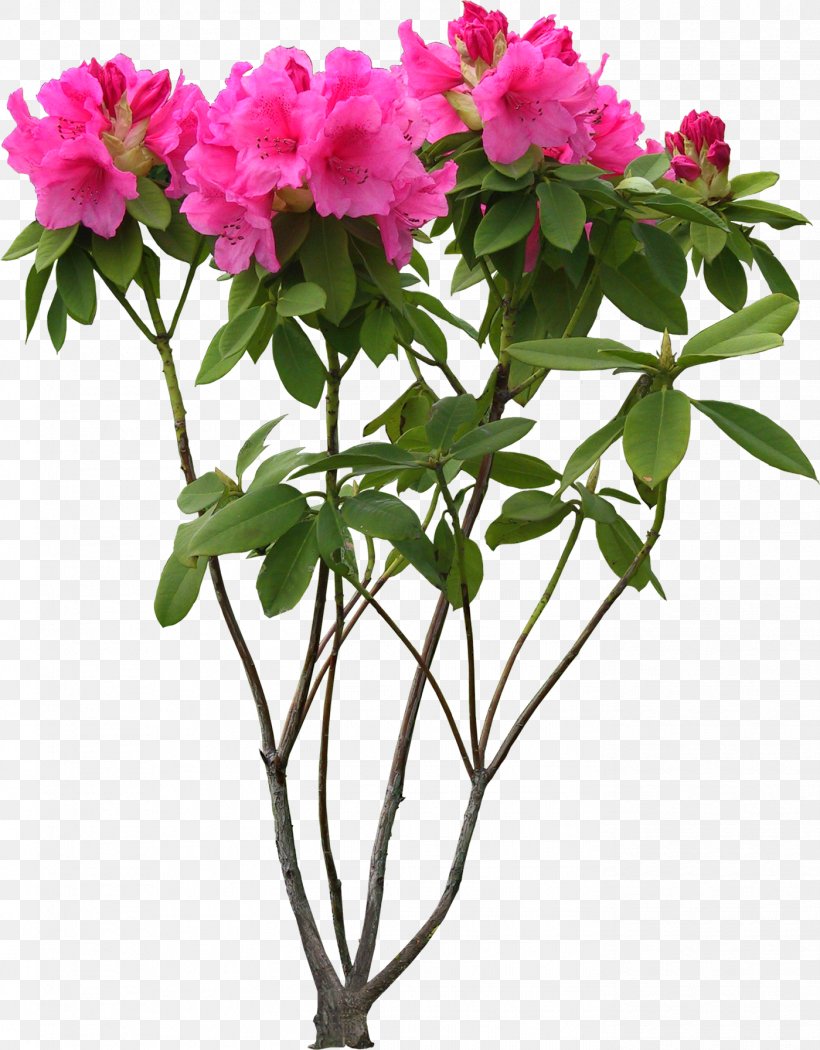 Flower Clip Art, PNG, 1399x1792px, Flower, Azalea, Branch, Cut Flowers, Flower Garden Download Free
