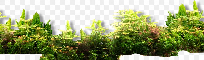 Shrub Euclidean Vector Forest, PNG, 2047x606px, Shrub, Flowerpot, Forest, Grass, Grass Family Download Free