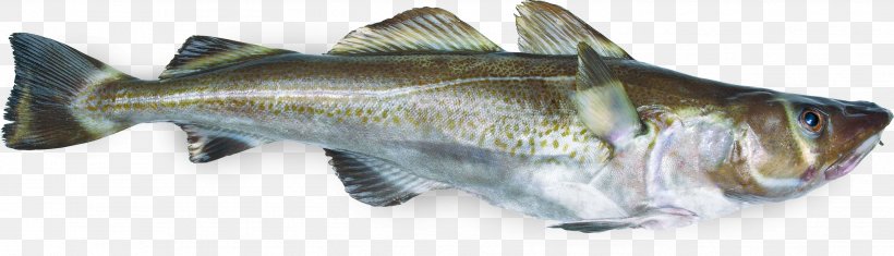 Atlantic Cod Fish Gadidae Pollack, PNG, 2836x815px, Atlantic Cod, Angler, Animal Figure, Atlantic Herring, Barramundi Download Free