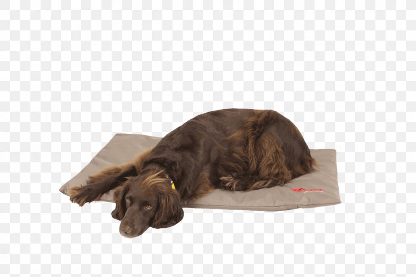 Boykin Spaniel Puppy Dog Breed Bed Duvet, PNG, 1024x683px, Boykin Spaniel, Bed, Bench, Breed, Crossbreed Download Free