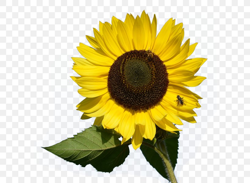 Common Sunflower Desktop Wallpaper Clip Art, PNG, 600x600px, Common Sunflower, Annual Plant, Daisy Family, Flower, Flowering Plant Download Free