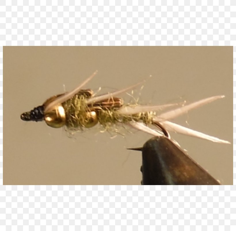 Insect Artificial Fly, PNG, 800x800px, Insect, Artificial Fly, Fly, Invertebrate, Membrane Winged Insect Download Free