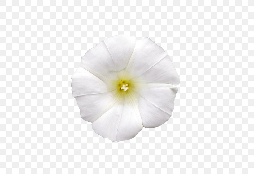 Tropical White Morning-glory Morning Glory Solanales Mallows Flower, PNG, 560x560px, Tropical White Morningglory, Family, Flower, Flowering Plant, Mallow Download Free