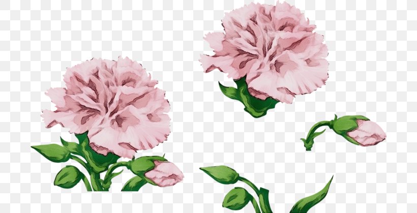 Watercolor Pink Flowers, PNG, 700x419px, Carnation, Cabbage Rose, Chinese Peony, Common Peony, Cut Flowers Download Free
