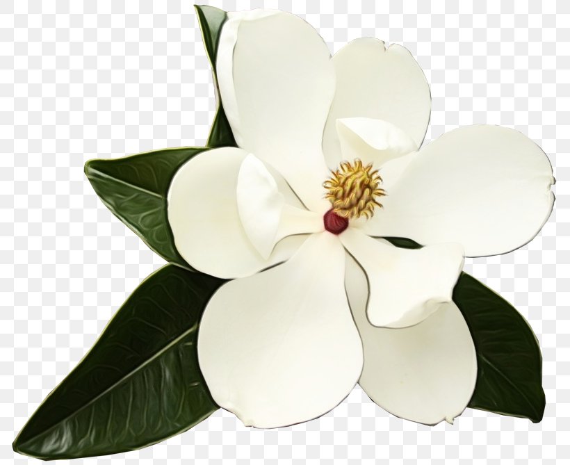 White Flower Petal Plant Magnolia, PNG, 800x669px, Watercolor, Anthurium, Blossom, Flower, Flowering Plant Download Free