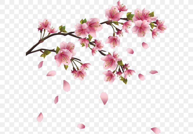 Cherry Blossom Clip Art, PNG, 600x570px, Blossom, Branch, Cherry, Cherry Blossom, Floral Design Download Free