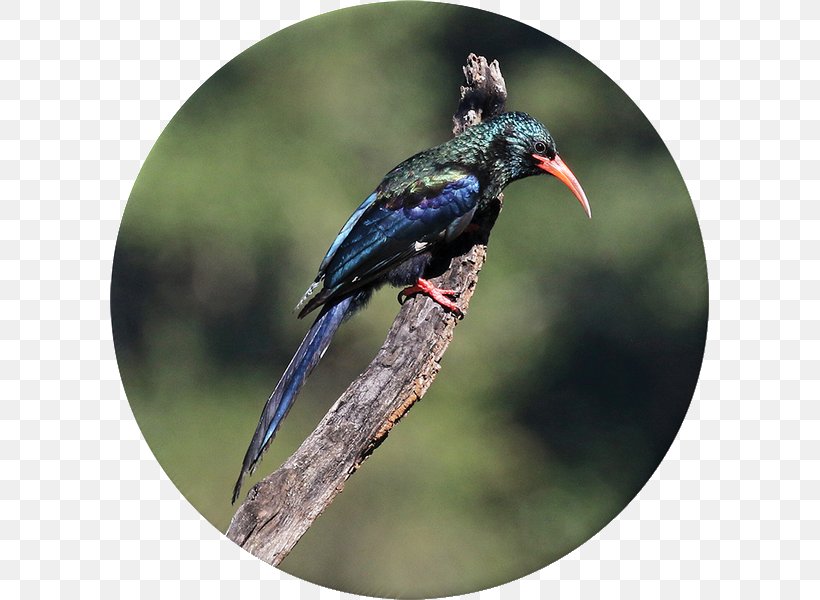 Flora Krantzkloof Nature Reserve Fauna Bird Martial Eagle, PNG, 599x600px, Flora, Beak, Bird, Bird Of Prey, Endangered Species Download Free