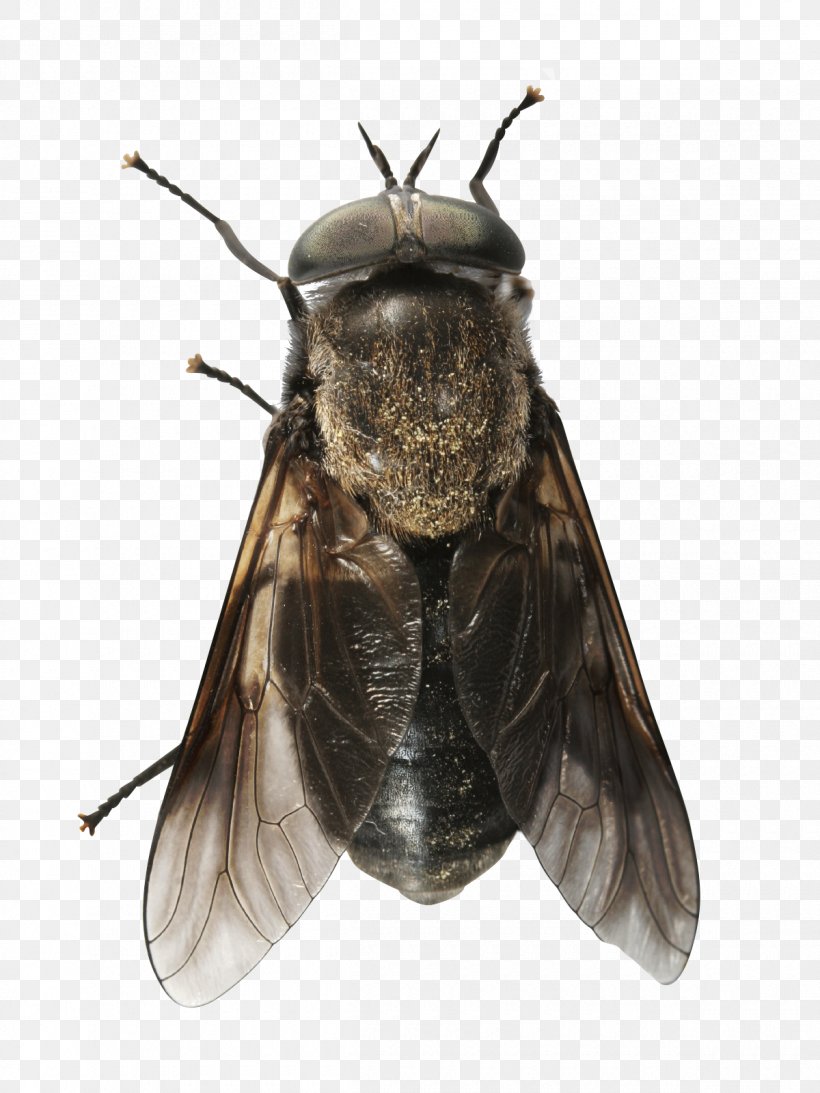Fly Horses Bee Insect, PNG, 1200x1600px, Fly, Arthropod, Bee, Horse, Horsefly Download Free
