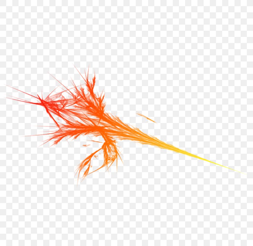 Quill Grass Family Orange, PNG, 800x800px, 3d Computer Graphics, Brush, Feather, Grass Family, Hairstyle Download Free