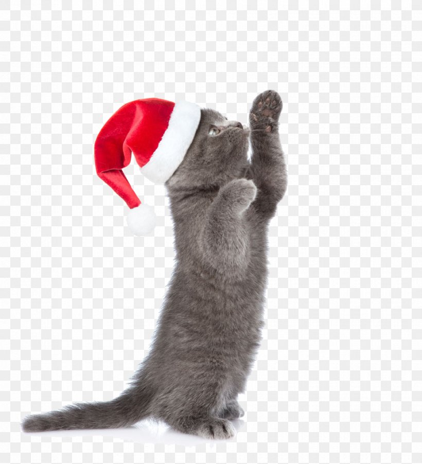 Cat Kitten Christmas Animal, PNG, 930x1024px, Cat, Animal, Carnivoran, Cat Like Mammal, Child Download Free