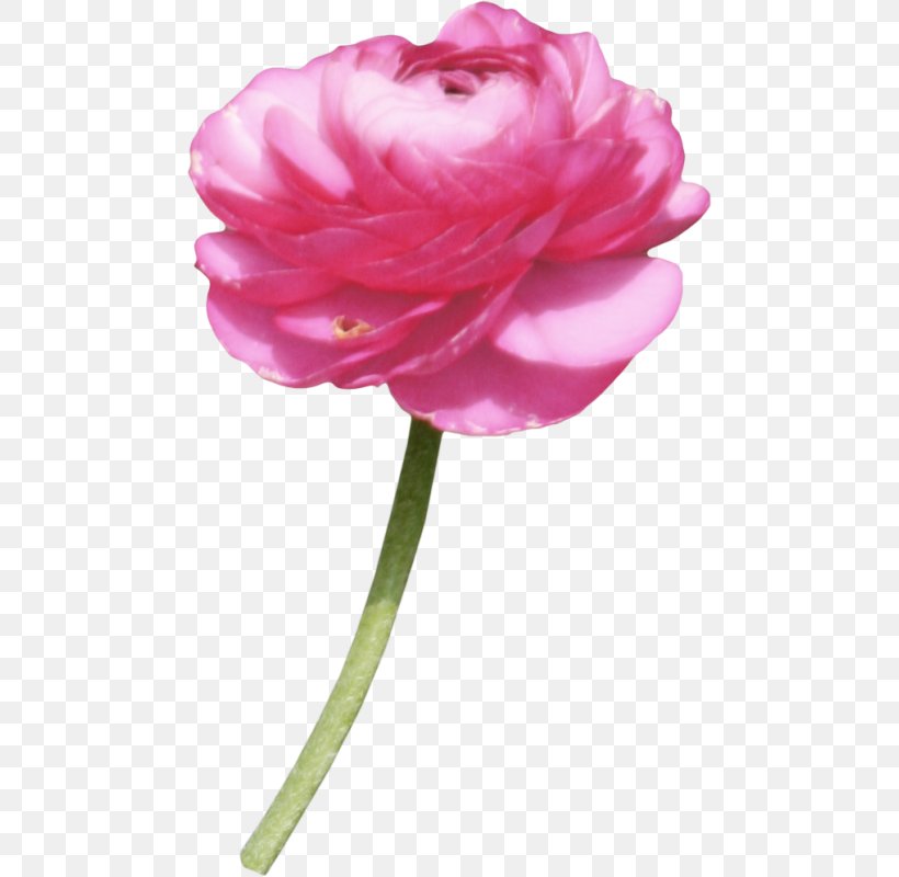 Garden Roses Albom Centifolia Roses Clip Art, PNG, 478x800px, Garden Roses, Albom, Camellia, Carnation, Centifolia Roses Download Free