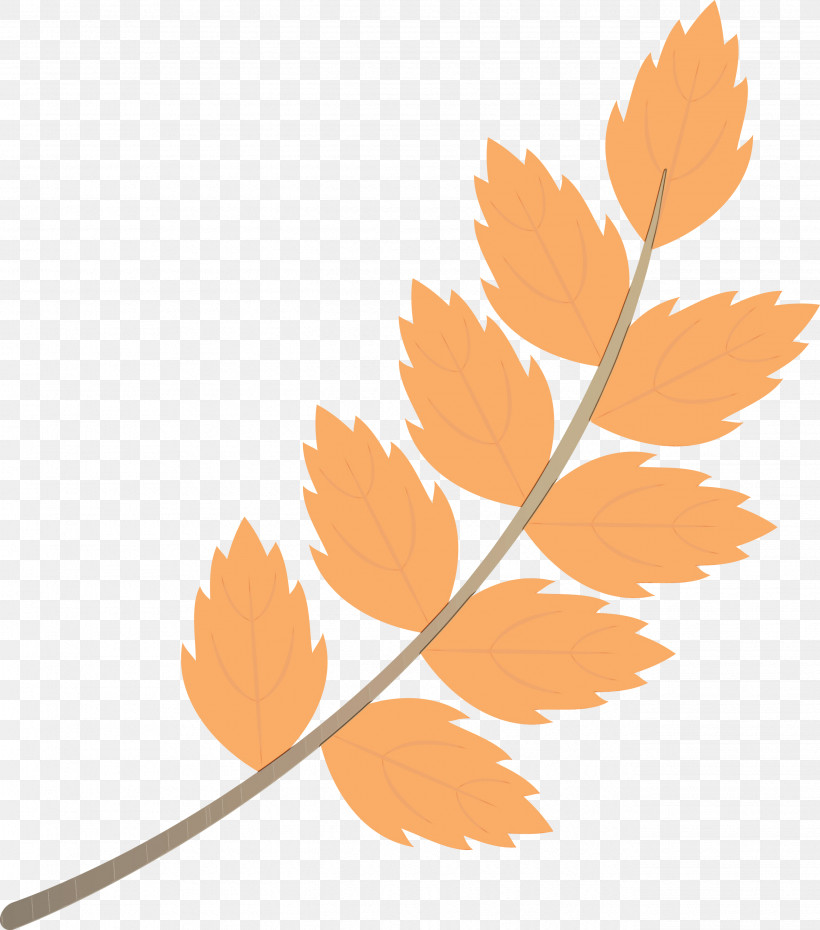 Maple Leaf, PNG, 2644x3000px, Fall Leaf, Autumn, Autumn Leaf, Autumn Leaf Color, Biology Download Free