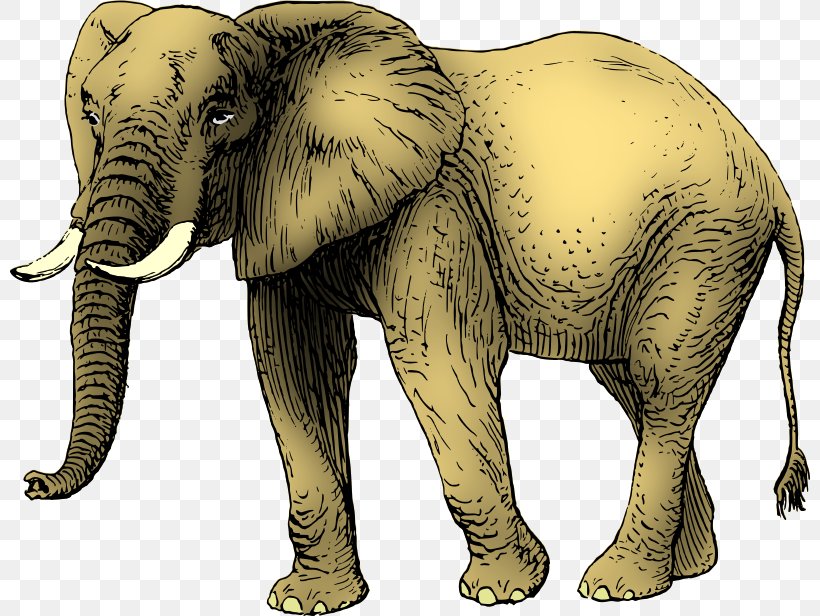 Asian Elephant African Elephant Drawing Clip Art, PNG, 800x616px, Asian Elephant, African Elephant, Cattle Like Mammal, Color, Coloring Book Download Free