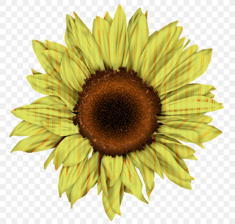 Common Sunflower Clip Art, PNG, 800x780px, Common Sunflower, Common Daisy, Daisy Family, Flower, Flowering Plant Download Free