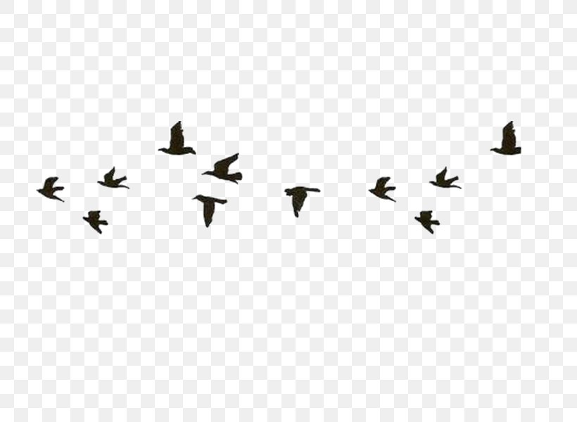 Drawing Paper Sketch, PNG, 800x600px, Drawing, Animal Migration, Bird, Bird Migration, Flock Download Free