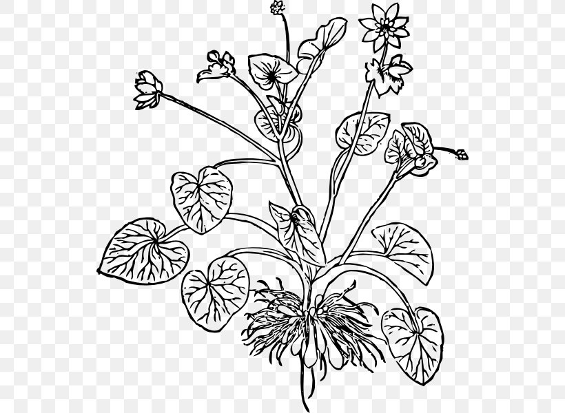 Ficaria Verna The Essentials Of Illustration Flower Plant, PNG, 540x600px, Ficaria Verna, Art, Black And White, Branch, Bud Download Free