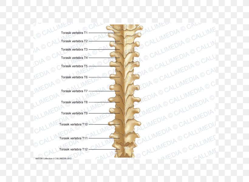 Thoracic Vertebrae Vertebral Column Bone Rachis Anatomy, PNG, 600x600px, Thoracic Vertebrae, Anatomy, Bone, Cervical Vertebrae, Dorsum Download Free