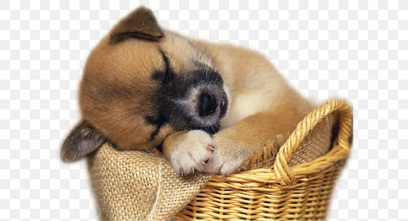 Beagle Bulldog Siberian Husky Chihuahua Dobermann, PNG, 600x444px, Beagle, Animal, Bulldog, Carnivoran, Chihuahua Download Free