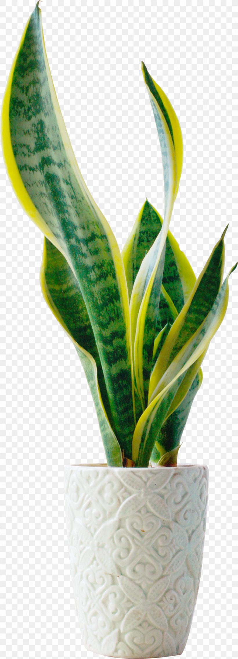 Bonsai Plant Flowerpot, PNG, 890x2462px, Bonsai, Flowerpot, Google Images, Houseplant, Leaf Download Free