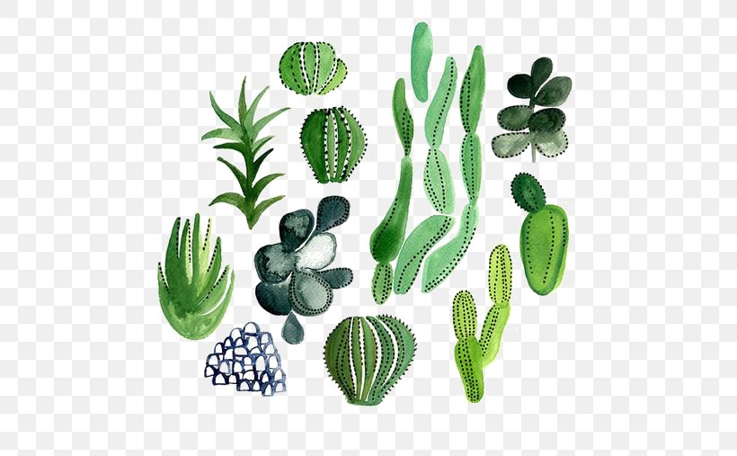 Cactaceae Watercolor Painting Illustration, PNG, 564x507px, Cactaceae, Cactus, Color, Flowering Plant, Grass Download Free