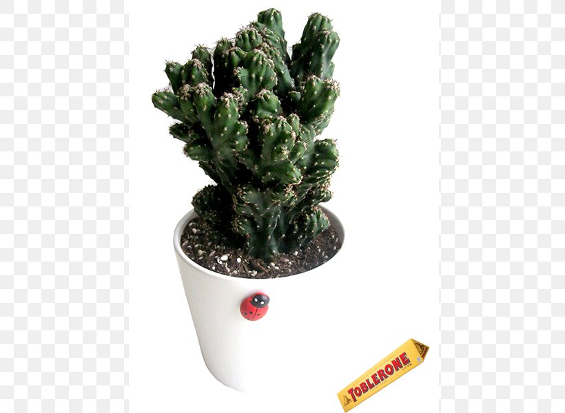 Cactus Flowerpot Ceramic Houseplant, PNG, 600x600px, Cactus, Basket, Ceramic, Floristry, Flower Download Free