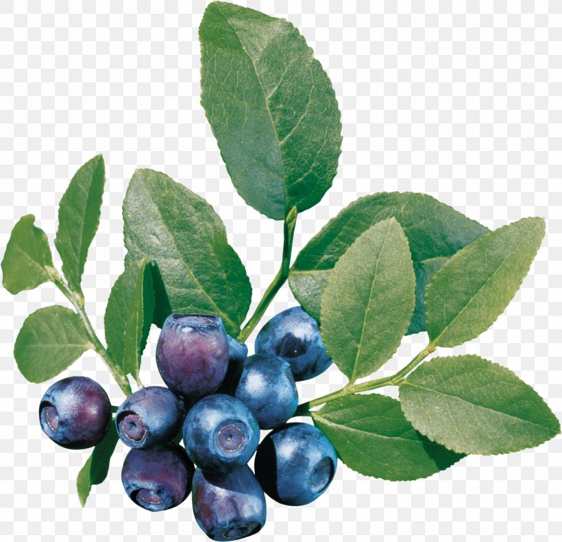 European Blueberry Embroidery Varenye, PNG, 3985x3844px, Varenye, Arbutin, Aristotelia Chilensis, Berry, Bilberry Download Free