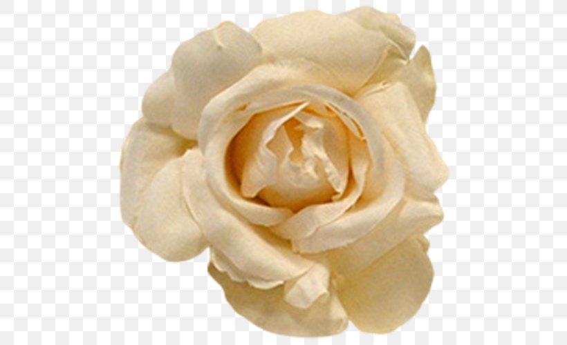 Petal Flower Garden Roses Centifolia Roses Dress, PNG, 500x500px, Petal, Baby Blue, Centifolia Roses, Color, Cut Flowers Download Free