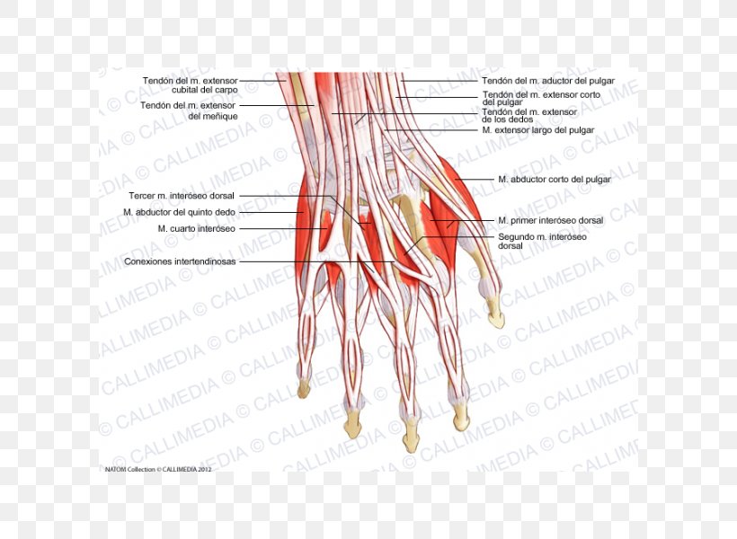 Thumb Extensor Digitorum Muscle Hand Tendon, PNG, 600x600px, Watercolor, Cartoon, Flower, Frame, Heart Download Free